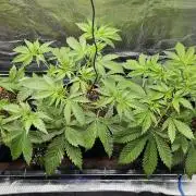 Grow #5: WTF is a Triploid