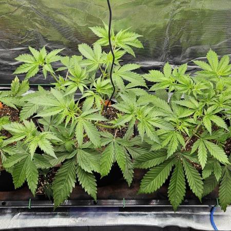 Grow #5: WTF is a Triploid