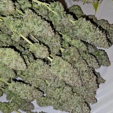 Grow #4.2: Autopot Run