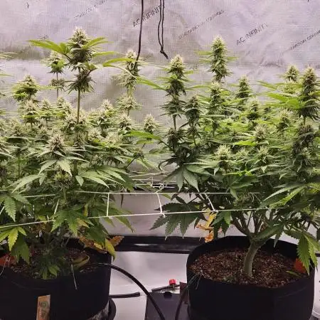 Grow #4.2: Autopot Run