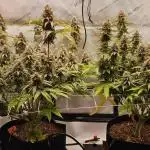 Grow #4.2: Autopot Run