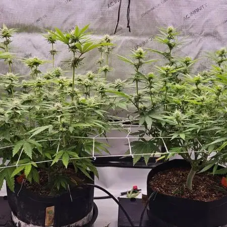 Grow #4.2: Autopot Run