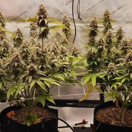 Grow #4.2: Autopot Run