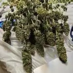 Second Grow: Photo Edition