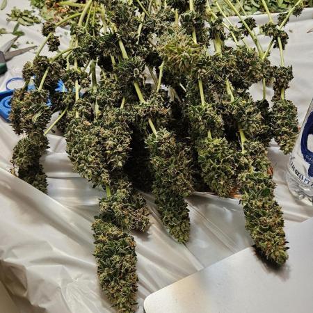 Second Grow: Photo Edition
