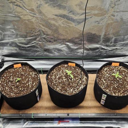 Grow #5: WTF is a Triploid