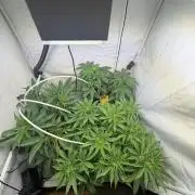 3. plants - Amateur hobby grow