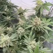3. plants - Amateur hobby grow
