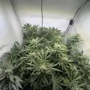 3. plants - Amateur hobby grow