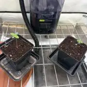 Hobby grow-PINK GASOLINE (Perfect Tree)