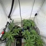 3. plants - Amateur hobby grow
