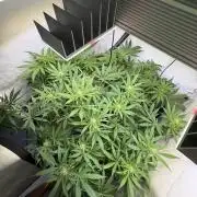 3. plants - Amateur hobby grow