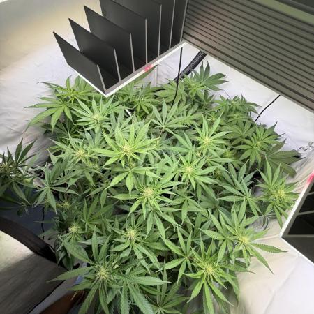 3. plants - Amateur hobby grow