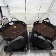 Two plants - Amateur hobby grow