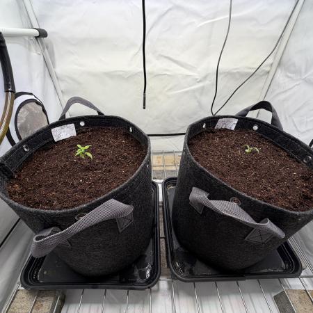 Two plants - Amateur hobby grow