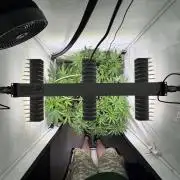 3. plants - Amateur hobby grow