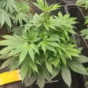 Banana Haze