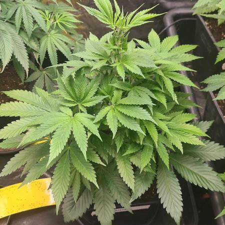 Banana Haze