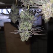 Higher Heights Mendo