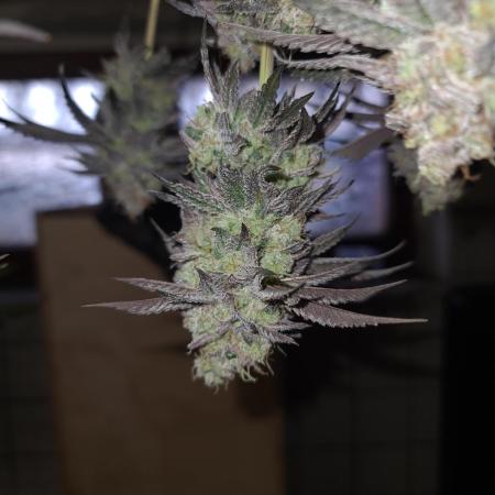 Higher Heights Mendo