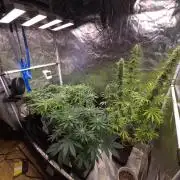 Connoisseur Genetics Cherry Diesel Skunk