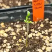 Frosty - Freaky - Purple