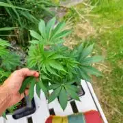KingCherry#4*Zowahh f2