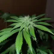 Higher Heights Mendo