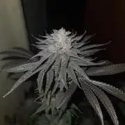 Trichome Jungle - Rainbow Cherry f2