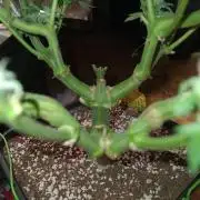 Connoisseur Genetics Cherry Diesel Skunk