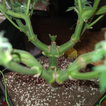 Connoisseur Genetics Cherry Diesel Skunk