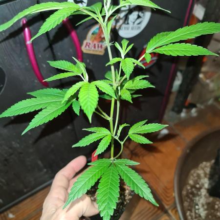 Number One Strain 🍓