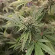 Lamboz - Ridgeline Farms