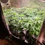 FatalFlower Gen.*Oim's Finest