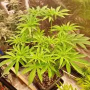 Connoisseur Genetics Cherry Diesel Skunk