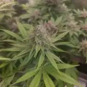 Goodie from Karma