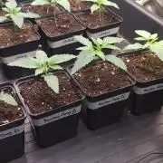 Trichome Jungle - Rainbow Cherry f2