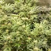 Lamboz - Ridgeline Farms
