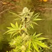KingCherry#4*Zowahh f2