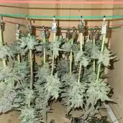 Bloom&Seed.Co