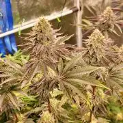 FatalFlower Gen.*Oim's Finest