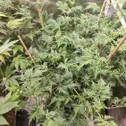 Frosty - Freaky - Purple
