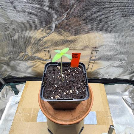 Connoisseur Genetics Cherry Diesel Skunk