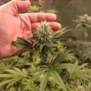 Lamboz - Ridgeline Farms