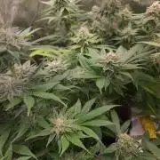 Banana Haze