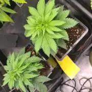 Banana Haze