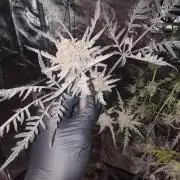 Frosty - Freaky - Purple