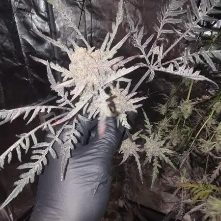 Frosty - Freaky - Purple