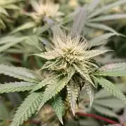 KingCherry#4*Zowahh f2