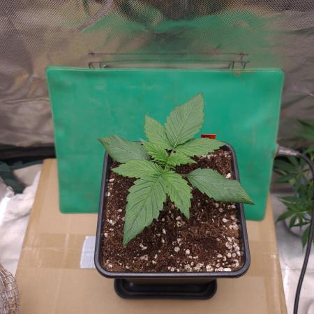 Connoisseur Genetics Cherry Diesel Skunk